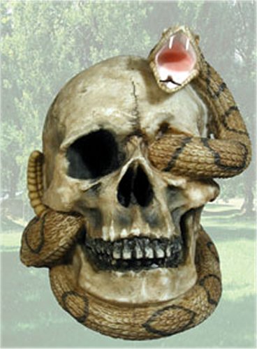 FSD14206 Crotelus Rattle Snake with Skull